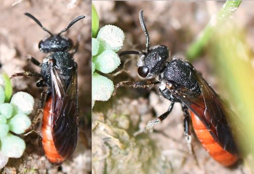 Réf. 340 213 : Sphecodes albilabris